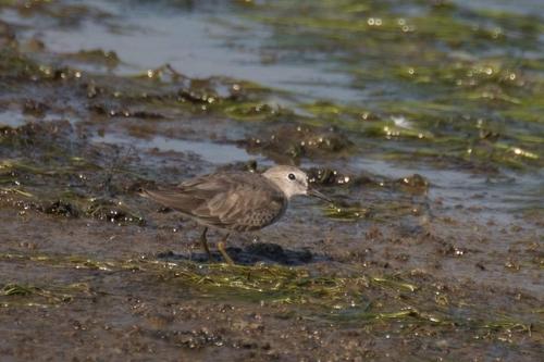 Temminckstrandläufer (Jungvogel)