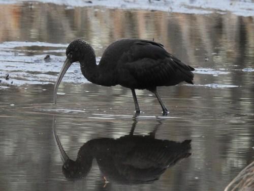 Sichler (Jungvogel)