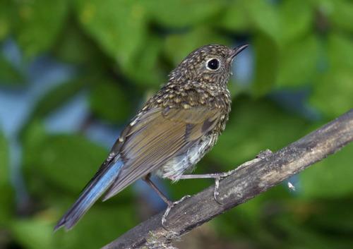 Blauschwanz (Jungvogel)