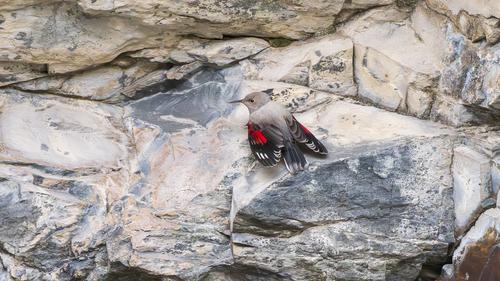 Mauerläufer (Jungvogel)