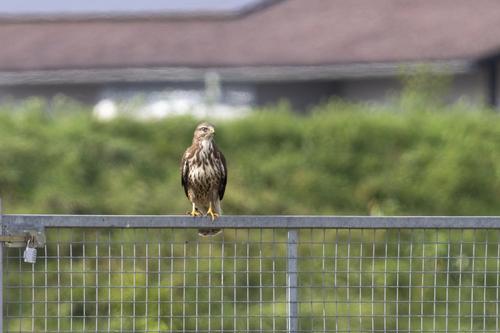 Mäusebussard (Jungvogel)