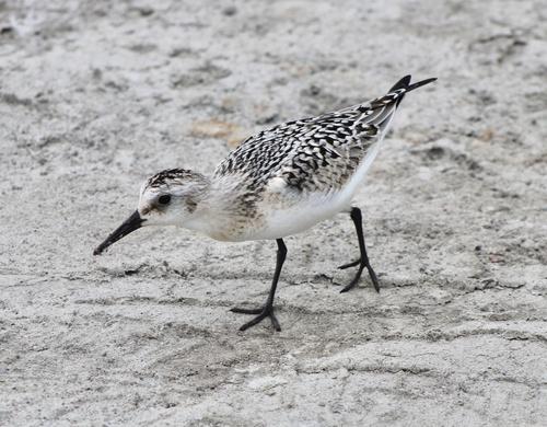 Sanderling (Jungvogel)