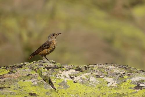 Steinrötel (Jungvogel)
