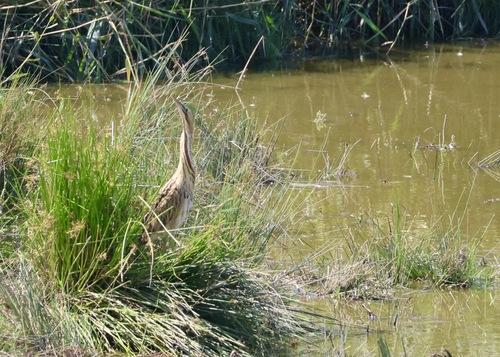 Rohrdommel (Jungvogel)