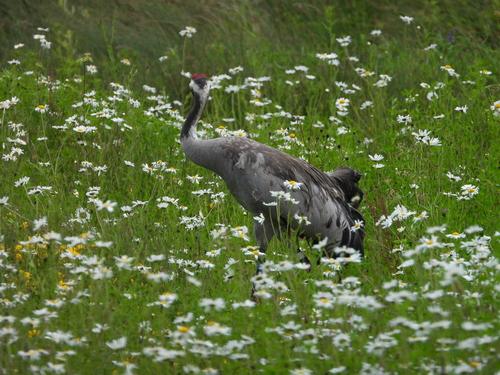 Kranich (Weibchen)
