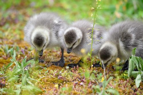 Weißwangengans (Jungvogel)