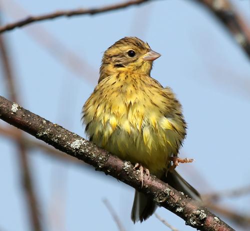 Weidenammer (Jungvogel)