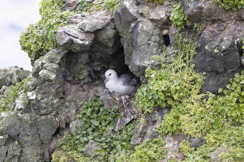 Eissturmvogel