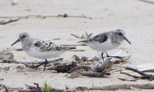 Sanderling