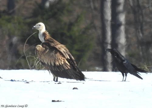 Gänsegeier