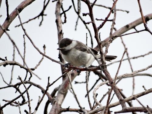 Balkanmeise (Jungvogel)
