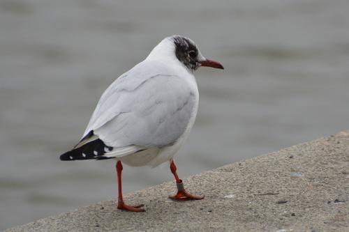 Lachmöwe