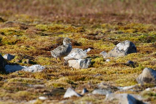Meerstrandläufer (Jungvogel)