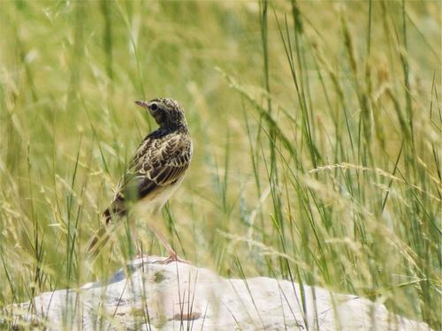 Brachpieper (Jungvogel)