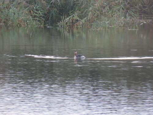 Rothalstaucher (Jungvogel)