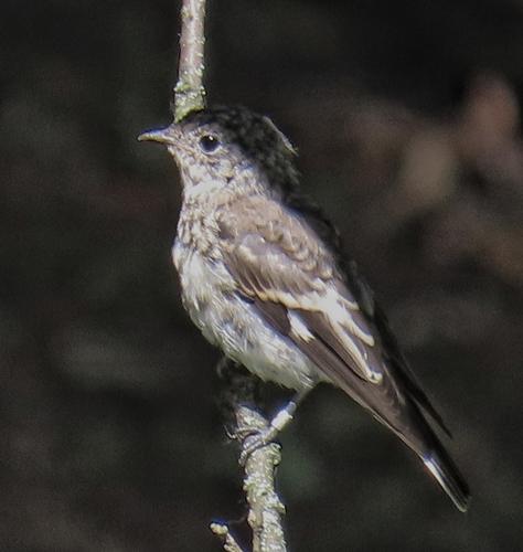 Halsbandschnäpper (Jungvogel)