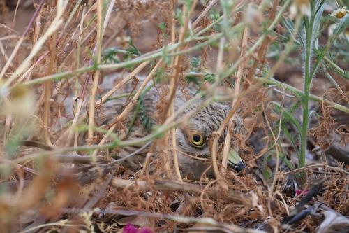 Triel (Jungvogel)