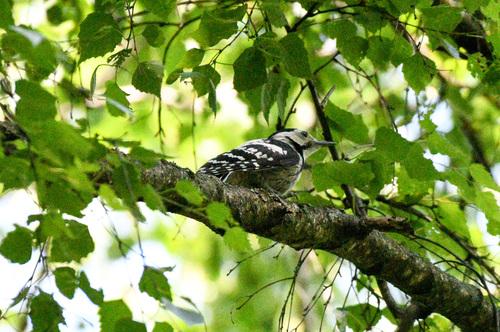 Weißrückenspecht (Jungvogel)