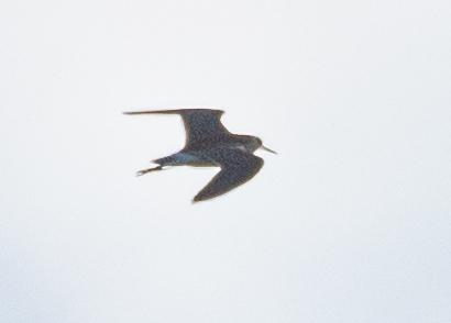 Bruchwasserläufer