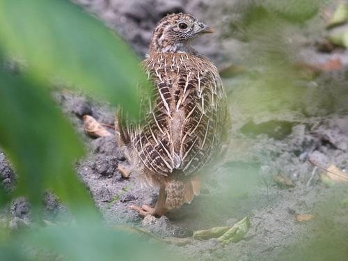 Rebhuhn (Jungvogel)