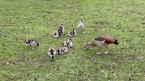 Nilgans