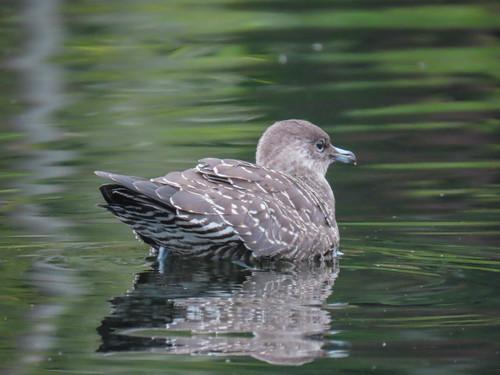 Falkenraubmöwe (Jungvogel)