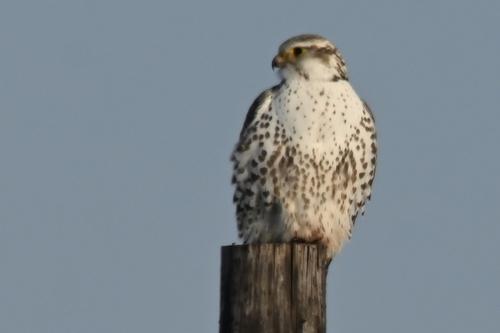 Gerfalke