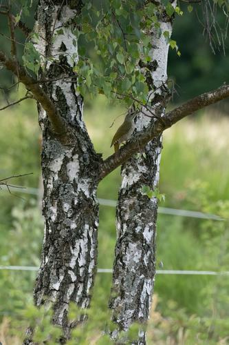 Grauspecht (Jungvogel)