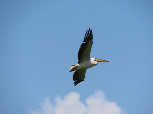Rosapelikan (Jungvogel)