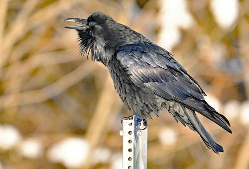 Kolkrabe (Jungvogel)