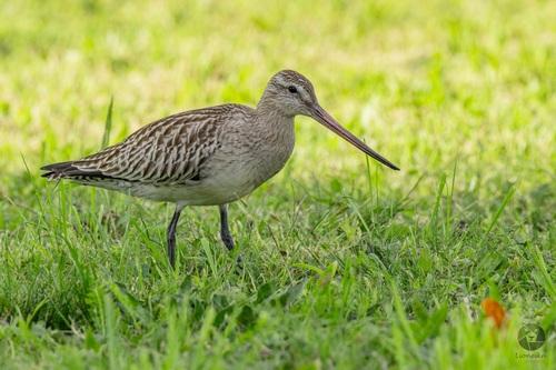 Pfuhlschnepfe (Jungvogel)