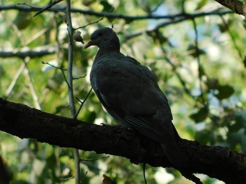 Ringeltaube (Jungvogel)