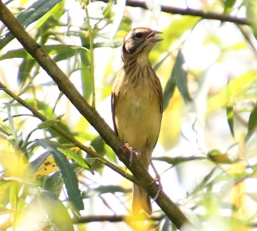 Weidenammer (Jungvogel)