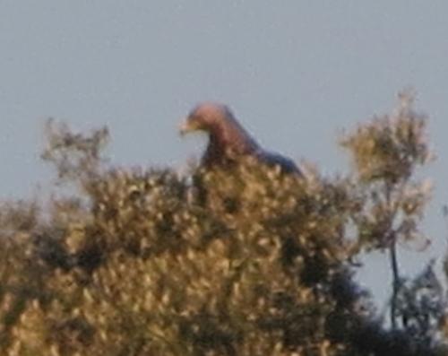 Iberienadler