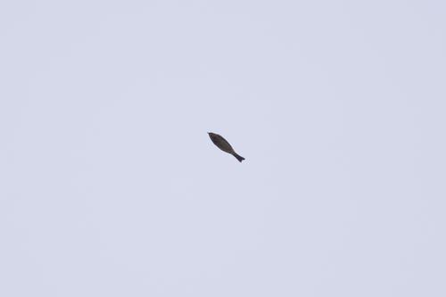 Rotkehlpieper (Jungvogel)