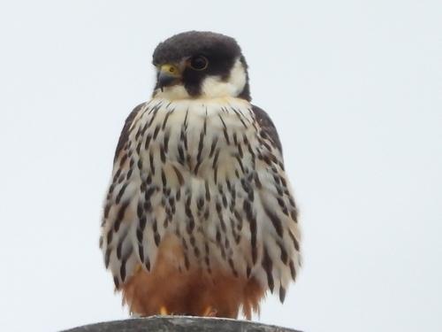 Baumfalke