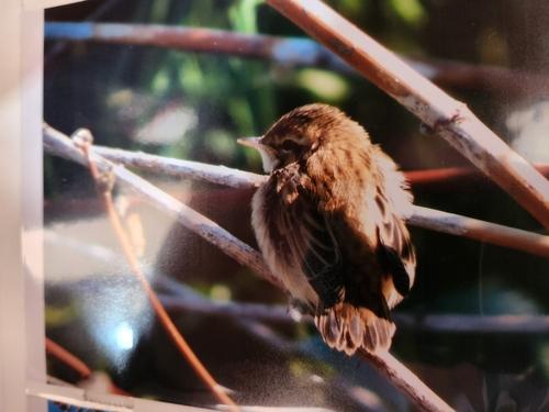 Schilfrohrsänger (Jungvogel)