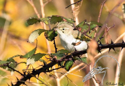 Berglaubsänger