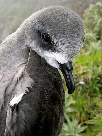 Madeirasturmvogel