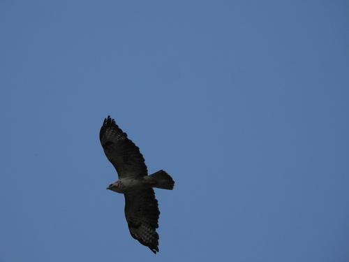 Mäusebussard
