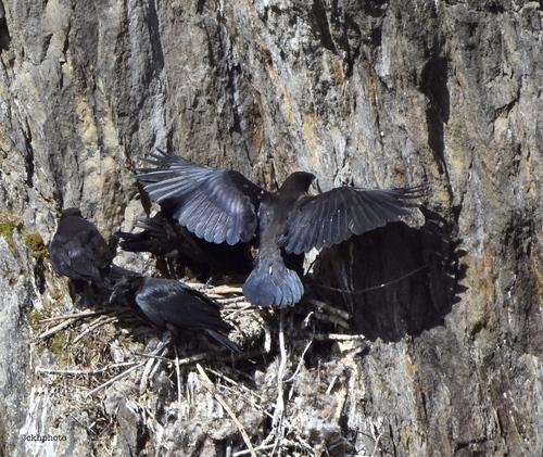 Kolkrabe (Jungvogel)