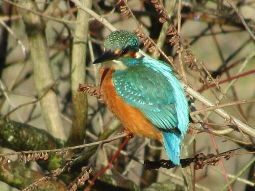 Eisvogel