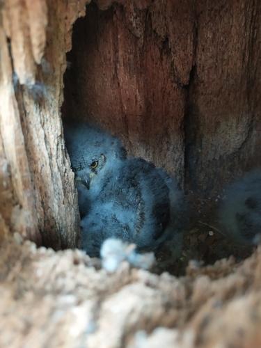 Zwergohreule (Jungvogel)