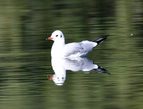 Lachmöwe (Weibchen)