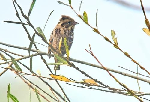 Waldammer (Jungvogel)