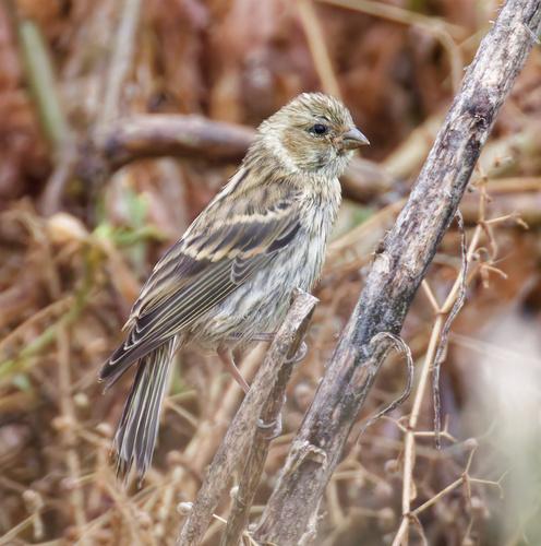 Goldammer (Jungvogel)
