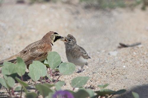 Ohrenlerche (Jungvogel)