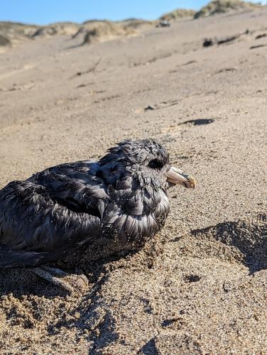 Eissturmvogel