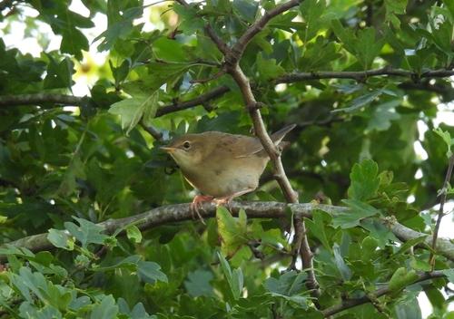 Feldschwirl (Jungvogel)