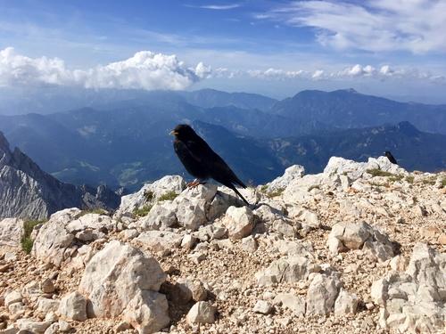 Alpendohle